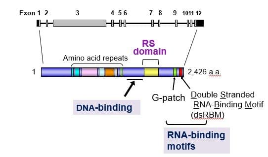 Diagram of the SON gene and protein. Top: the gene's 12 exons drawn along the chromosome, with exon 3 by far the largest. Bottom: the 2,426-amino-acid SON protein with labeled domains — amino acid repeats, a DNA-binding region, the RS domain, a G-patch, and a double-stranded RNA-binding motif (dsRBM), together forming the RNA-binding motifs.